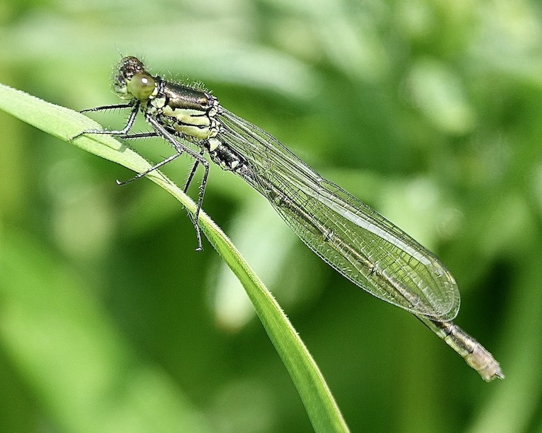 red-eyed damselfly